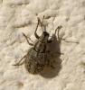 Strophomorphus porcellus